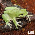 ug_Dumpy_Frog_1.jpg