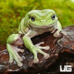 ug_Dumpy_Frog_4.jpg