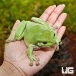 ug_Dumpy_Frog_3.jpg