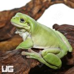 ug_Dumpy_Frog_2.jpg