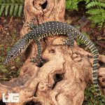 ug_Baby_Indonesian_Mangrove_Monitor_4.jpg