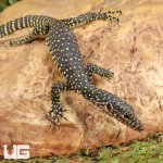 ug_Baby_Indonesian_Mangrove_Monitor_3.jpg