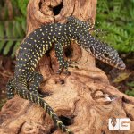ug_Baby_Indonesian_Mangrove_Monitor_2.jpg