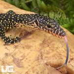 ug_Baby_Indonesian_Mangrove_Monitor_1.jpg