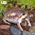 ug_Mozambique_Rain_Frog_5.jpg