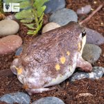 ug_Mozambique_Rain_Frog_4.jpg