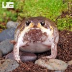 ug_Mozambique_Rain_Frog_3.jpg