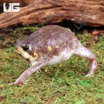 ug_Mozambique_Rain_Frog_2.jpg