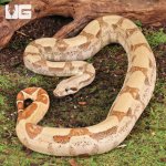 ug_Female_Hypo_Jungle_Fire_Redtail_Boa_#1_4.jpg