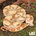 ug_Female_Hypo_Jungle_Fire_Redtail_Boa_#1_2.jpg