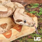 ug_Female_Hypo_Jungle_Fire_Redtail_Boa_#1_3.jpg