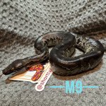 IMG_2523.jpeg