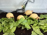 IMG_2216.jpeg
