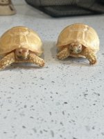 IMG_2215.jpeg