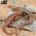 ug_East_African_Armadillo_Girdled_Lizard_4.jpg