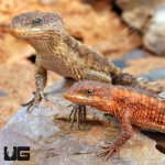 ug_East_African_Armadillo_Girdled_Lizard_3.jpg