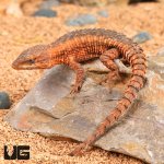 ug_East_African_Armadillo_Girdled_Lizard_2.jpg