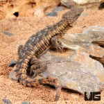 ug_East_African_Armadillo_Girdled_Lizard_1.jpg