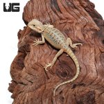 ug_Baby_Hypo_Translucent_Bearded_Dragon_4.jpg
