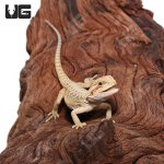 ug_Baby_Hypo_Translucent_Bearded_Dragon_3.jpg