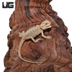 ug_Baby_Hypo_Translucent_Bearded_Dragon_2.jpg