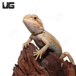 ug_Baby_Hypo_Translucent_Bearded_Dragon_1.jpg