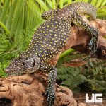 ug_Sub_Adult_Blue_Tail_Monitor_4.jpg