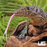 ug_Sub_Adult_Blue_Tail_Monitor_3.jpg