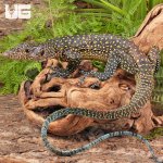 ug_Sub_Adult_Blue_Tail_Monitor_1.jpg