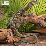 ug_Sub_Adult_Blue_Tail_Monitor_2.jpg
