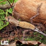 ug_Peruvian_Dead_Leaf_Lizard_4.jpg