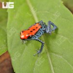 ug_CB_Red_Backed_Dart_Frog_4.jpg