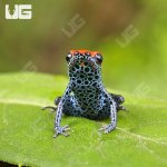 ug_CB_Red_Backed_Dart_Frog_3.jpg