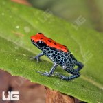 ug_CB_Red_Backed_Dart_Frog_2.jpg