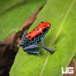 ug_CB_Red_Backed_Dart_Frog_1.jpg