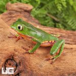 ug_White_Lined_Leaf_Frog_3.jpg