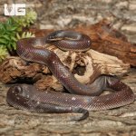 ug_new_world_python_4.jpg