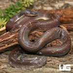 ug_new_world_python_2.jpg