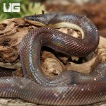 ug_new_world_python_1.jpg