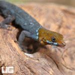 ug_Yellow_Headed_Dwarf_Gecko_4.jpg