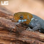ug_Yellow_Headed_Dwarf_Gecko_3.jpg