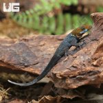 ug_Yellow_Headed_Dwarf_Gecko_2.jpg