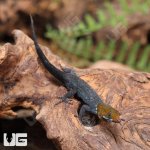 ug_Yellow_Headed_Dwarf_Gecko_1.jpg