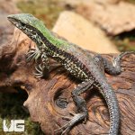 ug_Baby_Green_Ameiva_4.jpg