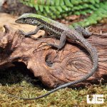 ug_Baby_Green_Ameiva_3.jpg