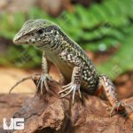 ug_Baby_Green_Ameiva_2.jpg