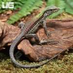 ug_Baby_Green_Ameiva_1.jpg