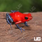 ug_Nicaragua_Strawberry_Pumilio_Dart_Frog_4.jpg