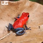 ug_Nicaragua_Strawberry_Pumilio_Dart_Frog_3.jpg