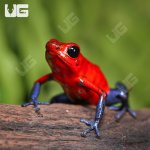ug_Nicaragua_Strawberry_Pumilio_Dart_Frog_2.jpg
